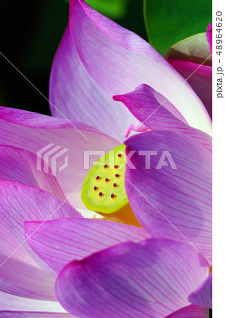 ハスの花 48964620