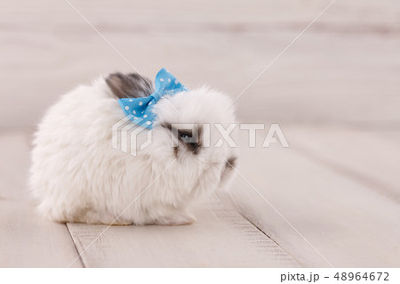 Easter bunny rabbit girl with bow on white planks Easter bunny rabbit girl with bow on white planks 48964672