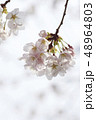 桜の咲く公園 48964803