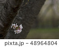 桜の咲く公園 48964804