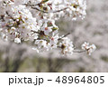 桜の咲く公園 48964805