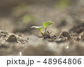 発芽 48964806