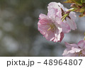 八重桜 48964807