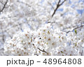 満開の桜 48964808