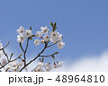桜 48964810