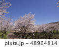桜 48964814