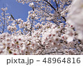 桜 48964816