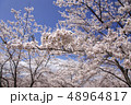 桜 48964817
