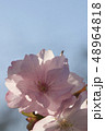 八重桜 48964818