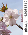 八重桜 48964819
