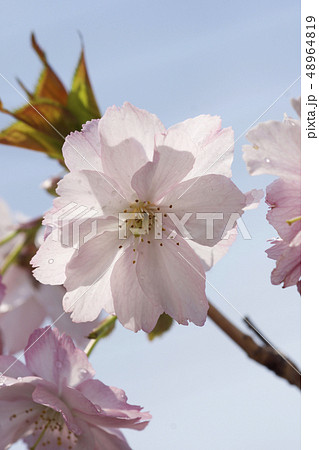八重桜 八重桜 48964819