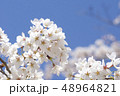 桜 48964821