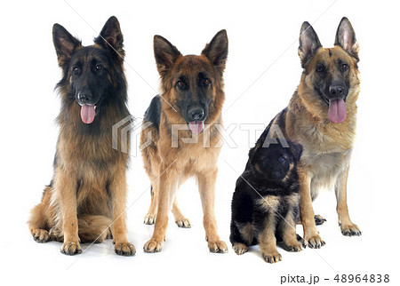 four german shepherds four german shepherds 48964838
