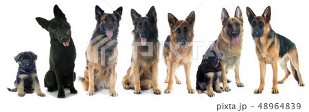 four german shepherds 48964839