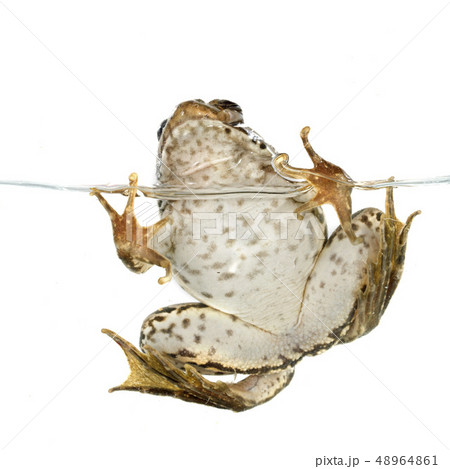 common frog common frog 48964861