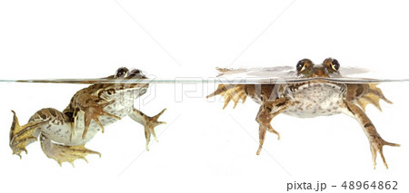 common frog common frog 48964862