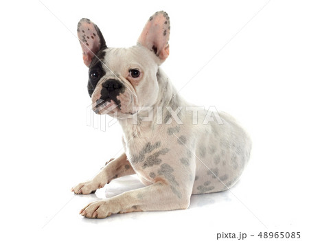 french bulldog french bulldog 48965085