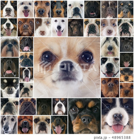 group of dogs group of dogs 48965388