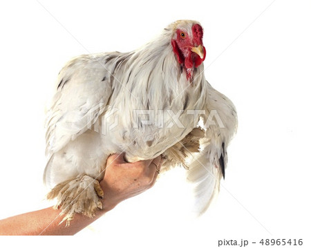 brahma rooster brahma rooster 48965416