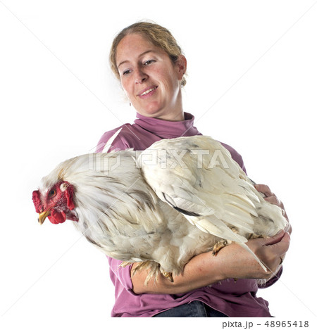 brahma rooster and girl brahma rooster and girl 48965418