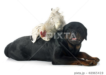 brahma rooster and rottweiler 48965419