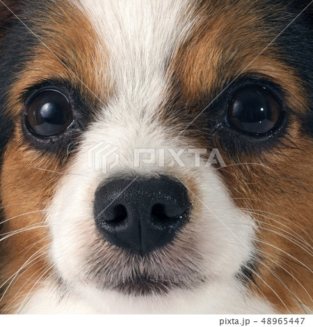 young papillon 48965447
