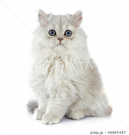 persian kitten persian kitten 48965497