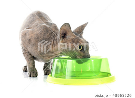 eating Sphynx Hairless Cat 48965526