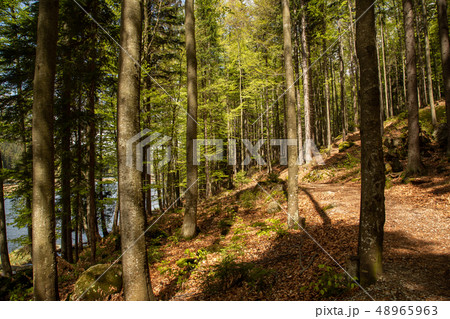 Landscape at the small Arbersee in Bavaria 48965963