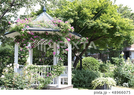 バラ　港の見える丘公園 48966075