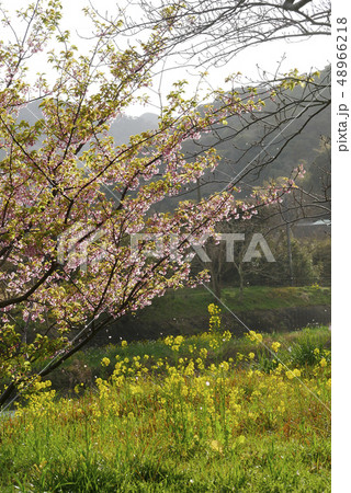 風景写真 春 桜 菜の花 山 伊豆の里の春 日本人の原風景 懐かしい風景 里山の春 風景写真 春 桜 菜の花 山 伊豆の里の春 日本人の原風景 懐かしい風景 里山の春 48966218