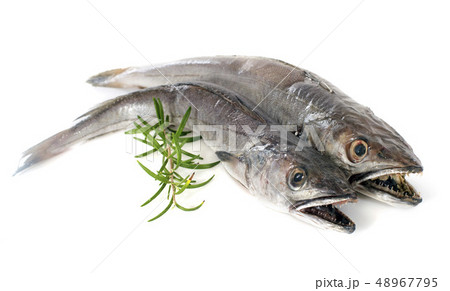 European hake 48967795