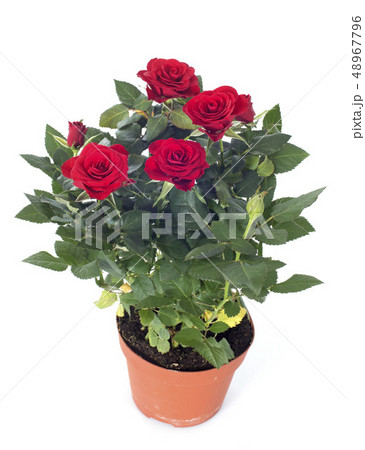 rose tree 48967796