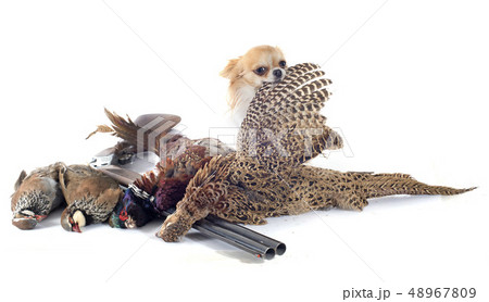 hunting dog 48967809