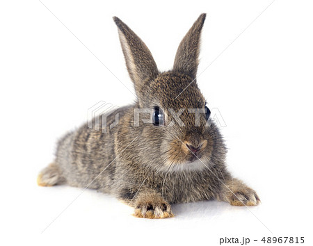 European rabbit European rabbit 48967815