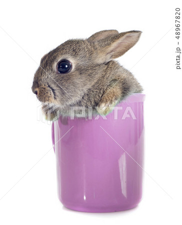 European rabbit in teacup 48967820