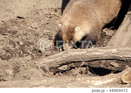 ニホンアナグマ ( Meles anakuma / Japanese badger ) 48969472