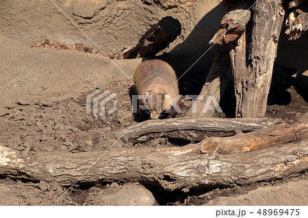ニホンアナグマ ( Meles anakuma / Japanese badger ) 48969475