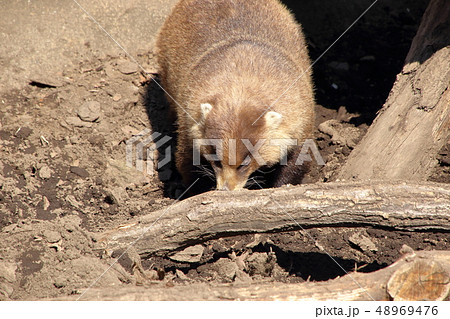 ニホンアナグマ ( Meles anakuma / Japanese badger ) ニホンアナグマ ( Meles anakuma / Japanese badger ) 48969476