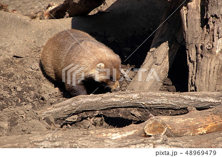 ニホンアナグマ ( Meles anakuma / Japanese badger ) ニホンアナグマ ( Meles anakuma / Japanese badger ) 48969479
