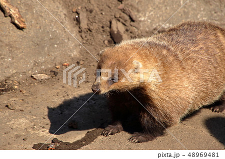 ニホンアナグマ ( Meles anakuma / Japanese badger ) 48969481