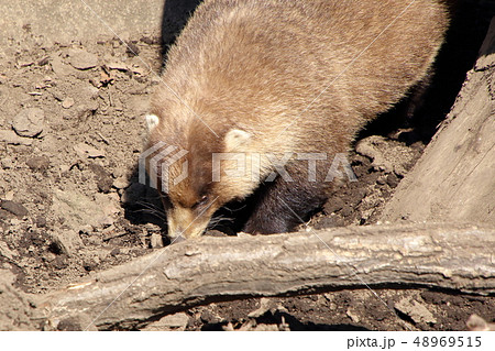 [定額] ニホンアナグマ ( Meles anakuma / Japanese badger ) 48969515