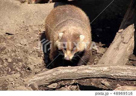 [定額] ニホンアナグマ ( Meles anakuma / Japanese badger ) 48969516