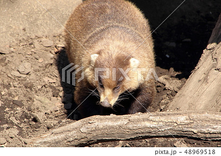 [定額] ニホンアナグマ ( Meles anakuma / Japanese badger ) 48969518