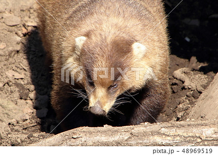 [定額] ニホンアナグマ ( Meles anakuma / Japanese badger ) 48969519