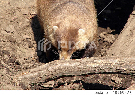 [定額] ニホンアナグマ ( Meles anakuma / Japanese badger ) 48969522