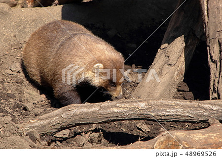[定額] ニホンアナグマ ( Meles anakuma / Japanese badger ) 48969526
