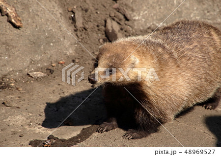 [定額] ニホンアナグマ ( Meles anakuma / Japanese badger ) 48969527