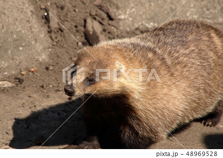 [定額] ニホンアナグマ ( Meles anakuma / Japanese badger ) 48969528
