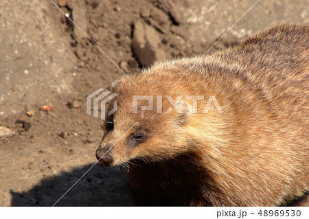 [定額] ニホンアナグマ ( Meles anakuma / Japanese badger ) 48969530